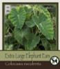 Netherland Bulbs Extra Large Elephant Ears Colocasia esculenta