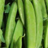 American Seed Company Bulk Oregon Sugar Pod Peas