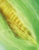 American Seed Company Bulk Sunglow Sweet Corn