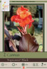 Netherland Bulbs Canna Tropicana Black