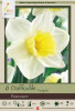 Netherland Bulbs Narcissus Daffodil Bravoure