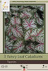 Netherland Bulbs Fancy Leaf Caladiums Tapestry