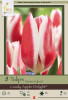Netherland Bulbs Darwin Hybrid Candy Apple Delight Tulips