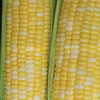 American Seed Company Bulk Butter and Sugar Sweet Corn