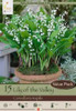 Netherland Bulbs Lily of the Valley Convallaria Majalis