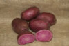 American Seed Company Bulk Adirondack Red Seed Potatoes