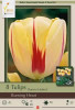 Netherland Bulbs Tulip Burning Heart