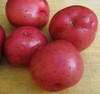 American Seed Company Bulk Red Norland Seed Potatoes