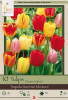 Netherland Bulbs Tequila Sunrise Mix Tulips