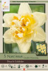 Netherland Bulbs Peach Cobbler Narcissus