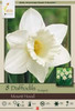 Netherland Bulbs Mount Hood Trumpet Daffodil