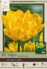 Netherland Bulbs Tulip Monte Carlo