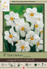 Netherland Bulbs Narcissus Original Poet's Daffodil