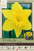 Netherland Bulbs Narcissus Dutch Master