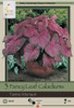 Netherland Bulbs Caladium Fannie Munson