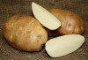 American Seed Company Bulk Katahdin Seed Potatoes