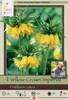Netherland Bulbs Fritillaria Lutea Yellow Crown Imperial