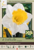 Netherland Bulbs Narcissus Daffodil Holland Sensation
