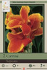 Netherland Bulbs Canna Tropicana