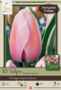 Netherland Bulbs Tulip Design Impression
