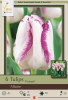 Netherland Bulbs Tulip Affaire