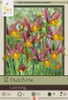 Netherland Bulbs Dutch Iris Lion King
