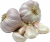 Sicilian Softneck Bulk Seed Garlic