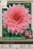 Netherland Bulbs Dinner Plate Dahlias Ottos Thrill