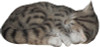 Nature's Gallery Sleeping Tabby Cat