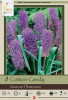 Netherland Bulbs Muscari Cotton Candy