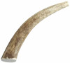 Happy Dog of Cape Cod Whole Elk Antler, Medium