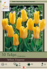 Netherland Bulbs Yellow Emperor Tulips