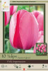 Netherland Bulbs Tulip Pink Impression