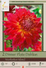 Netherland Bulbs Dinner Plate Dahlias Manhattan Island