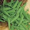 American Seed Company Bulk Sugar Snap Peas