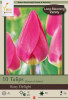 Netherland Bulbs Rosy Delight Darwin Hybrid Tulips