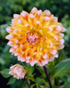 Netherland Bulbs Dinner Plate Dahlias Peaches & Cream