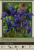 Netherland Bulbs Dwarf Iris Dark Blue, 25 Pack