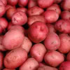 American Seed Company Bulk Red Pontiac Seed Potatoes