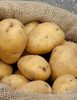 American Seed Company Bulk Superior Seed Potatoes