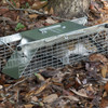 Havahart 2-Door Squirrel Trap, Extra-Small