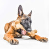 Pet Qwerks Dinosaur Barkbone Natural Instincts Dog Chew Bone