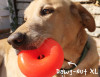 RuffDawg Rubber Dawg-Nut Retrieving Dog Toy
