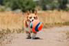 Chuckit! Kick Fetch Ball Dog Toy