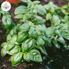 Bloom & Root Natural Herb & Veggie Fertilizer 2-3-6