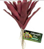 Zoo Med Naturalistic Flora Fireball Bromeliad, Red