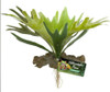 Zoo Med Naturalistic Flora Staghorn Fern, Green