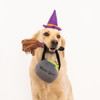 Zippy Paws Halloween Witch Costume Kit