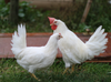 Hoover's Hatchery White Leghorn Chicken