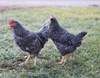 Hoover's Hatchery Barred Rock Chicken